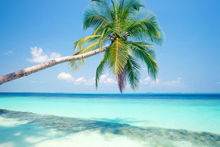 The Sea Horse Resort 5